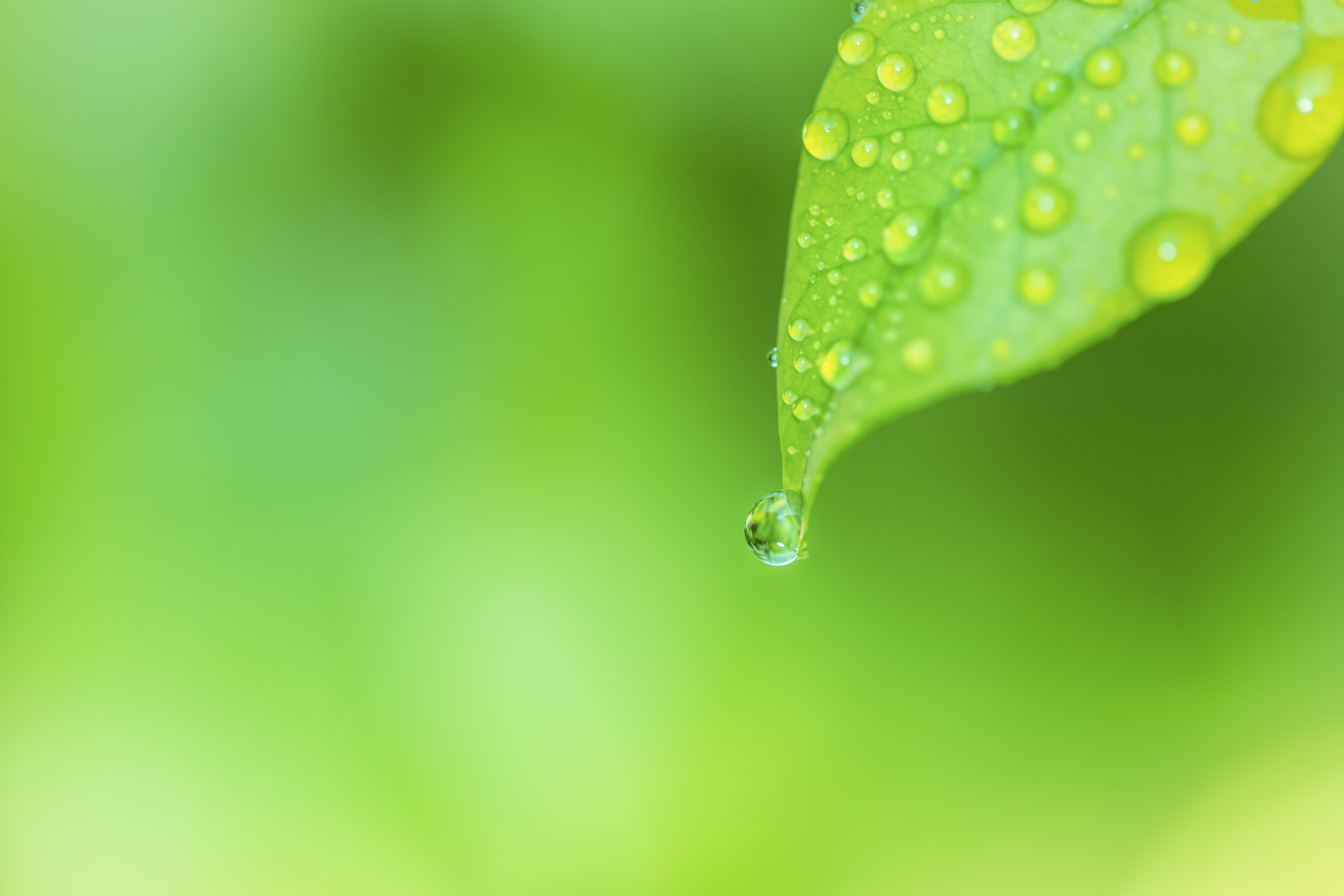 A water drop falling off a green leaf